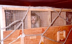 monos-
