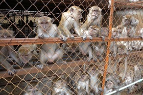 Monkeys in Laos