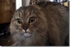 no-no-no-cat