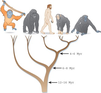 orangutan, gorilla, human, bonobo and chimpanzee