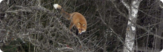 räv