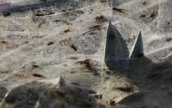 spiders austr