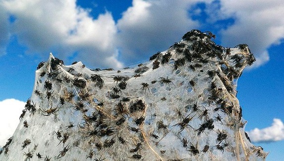 spiders