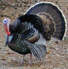 turkey8