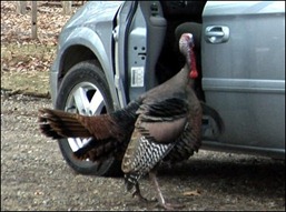 turkey