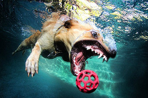underwater_dog3
