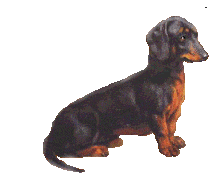 ANIM dachshund