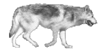 ANIMvarg5