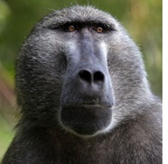 Baboon1