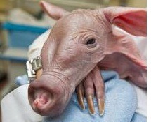 Baby aardvark born at Busch Gardens theme park in Florida