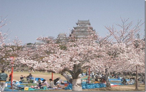 Castle_Himeji_sakura
