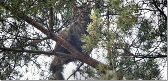 Katten1_