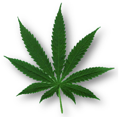 Marijuana