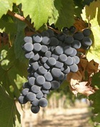 Montepulciano_d_Abruzzo_