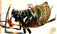Nephilengys malabarensis