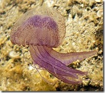 Pelagia_noctiluca