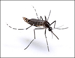 aedes_albopictus