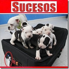 bulldogs toledo4