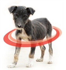 collars no cruelty