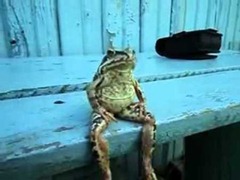 frog-sitting-on-a-bench-like-a-human