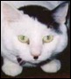 gato hitler