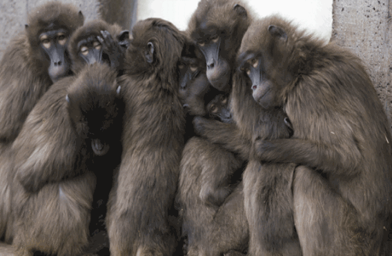 gelada