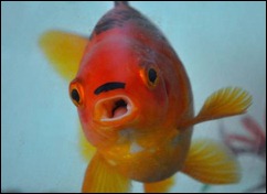 guldfisk2hitler