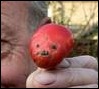 heinz zieke hitler tomate