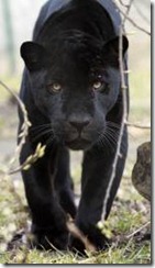 jaguarer parken zoo