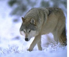 lobo