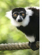 madagascar2