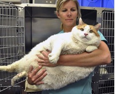 meow