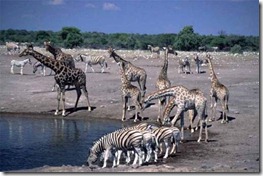 namibia Horde-Giraffe-Etosha-National-Park-at-Namibia