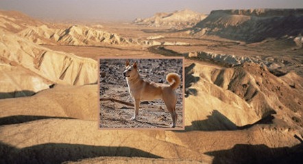negev desert