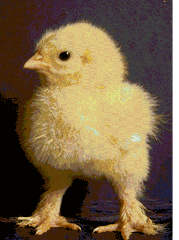 pollo