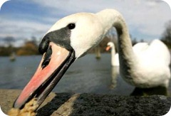 BRITAIN BRID FLU