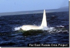 BALLENA ASESINA BLANCA