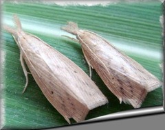 Broca da cana-de-açúcar, Diatraea saccharalis (Fabricius, 1794)