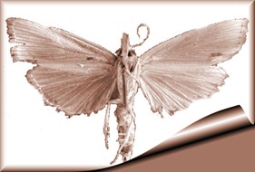 Diatraea_saccharalis_female_ventral