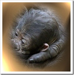 GORILLA P N GABÁRCENO