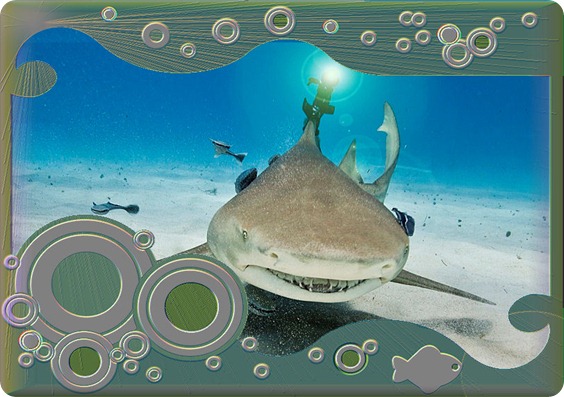 Real Life Sharks with Wicked Laser Beams