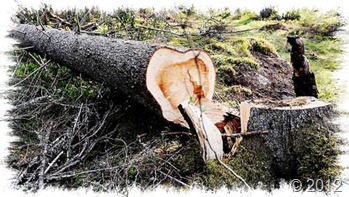 atrapado bajo las raíces de un árbol-