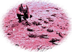 aves muertas sto domingo ahogadas al enredarse en las redes