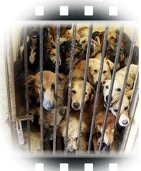 ayandena sevilla perros abandonados