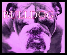 bulldog1