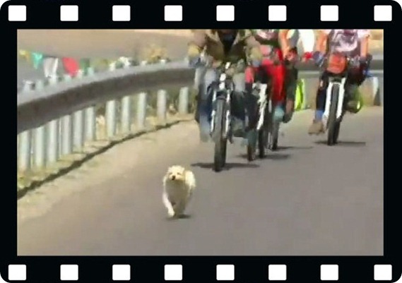 dog_runs_to_Tibet-2