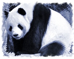 oso panda gigante