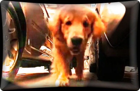 perro_'verde'