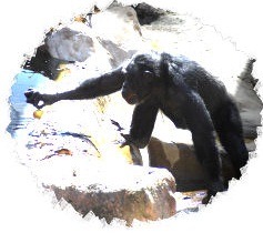 santino4-
