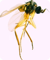 Alavesia fly-